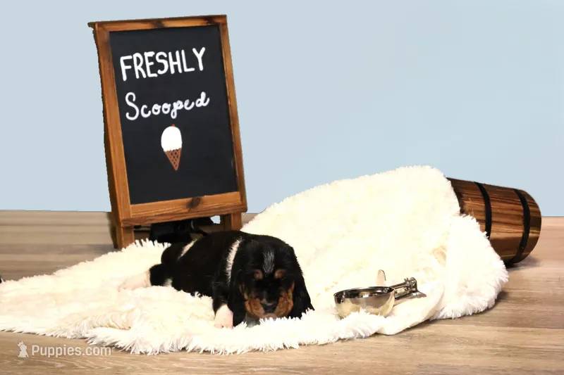 Oreo – Basset Hound puppy for sale in Fredericksburg, TX