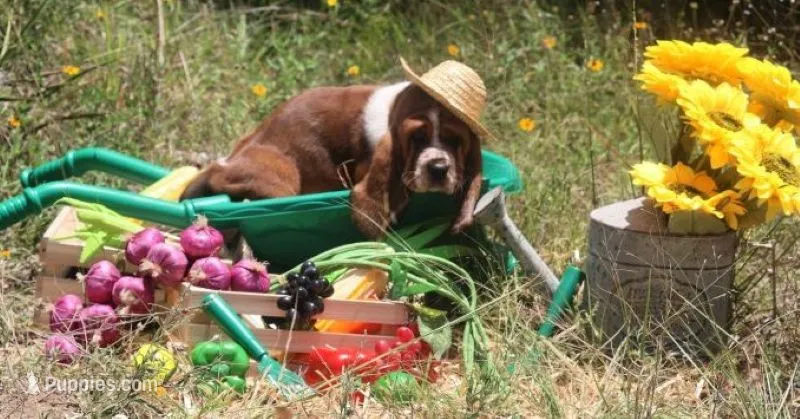 Canolli – Basset Hound puppy for sale in Fredericksburg, TX