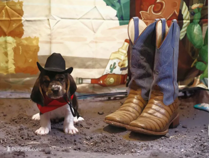 Howie – Basset Hound puppy for sale in Fredericksburg, TX