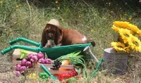 Toffee: Ready July 10th!, a female Basset Hound for sale in Fredericksburg, TX – 5 of 10
