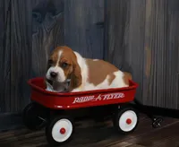 Ace, a male Basset Hound for sale in Fredericksburg, TX – 2 of 3