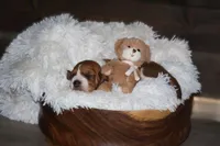 Ace, a male Basset Hound for sale in Fredericksburg, TX – 3 of 3