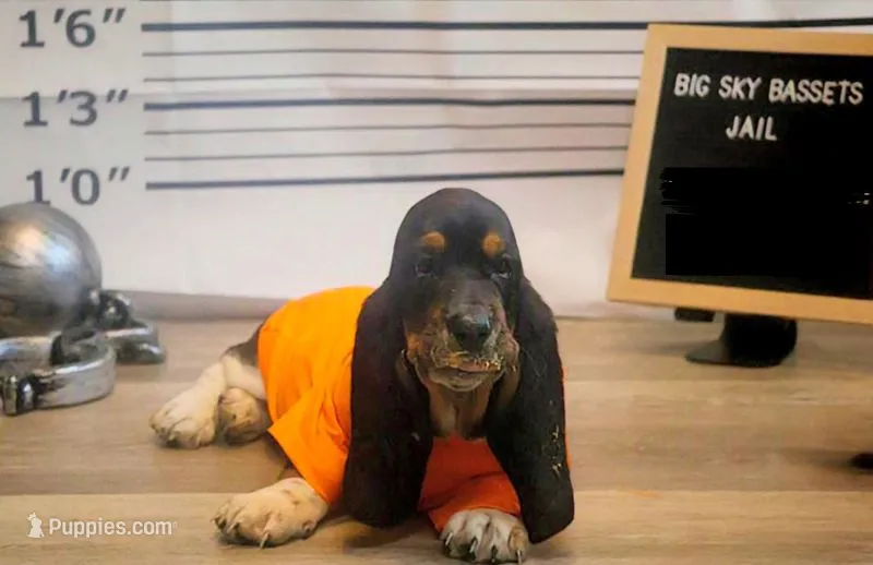 Eclaire: Ready July 10th! – Basset Hound puppy for sale in Fredericksburg, TX