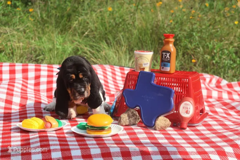 Eclaire – Basset Hound puppy for sale in Fredericksburg, TX