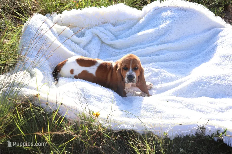 Brian – Basset Hound puppy for sale in Fredericksburg, TX