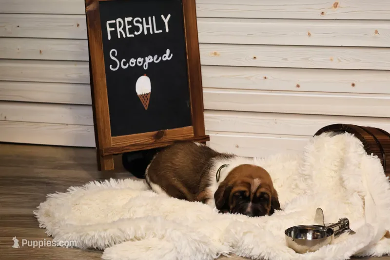 Canolli – Basset Hound puppy for sale in Fredericksburg, TX