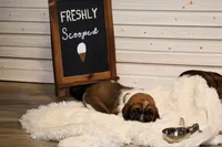Canolli, a female Basset Hound for sale in Fredericksburg, TX – 1 of 3
