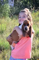 Callie, a female Basset Hound for sale in Fredericksburg, TX – 4 of 9