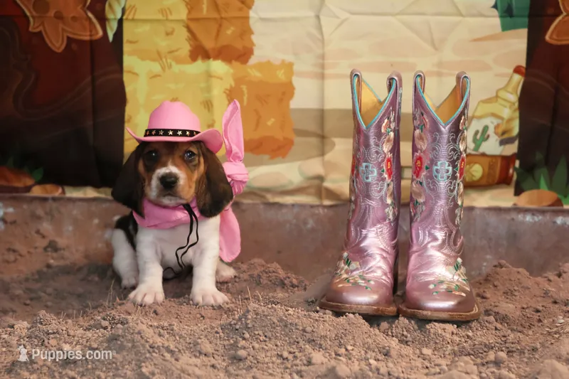 Millie – Basset Hound puppy for sale in Fredericksburg, TX