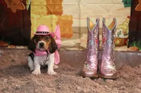Millie, a female Basset Hound for sale in Fredericksburg, TX – 1 of 3