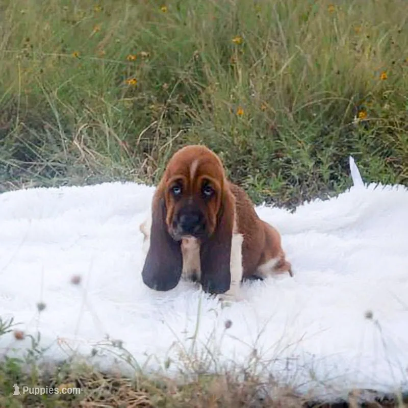Canolli: Ready July 10th! – Basset Hound puppy for sale in Fredericksburg, TX