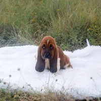 Canolli: Ready July 10th!, a female Basset Hound for sale in Fredericksburg, TX – 1 of 9