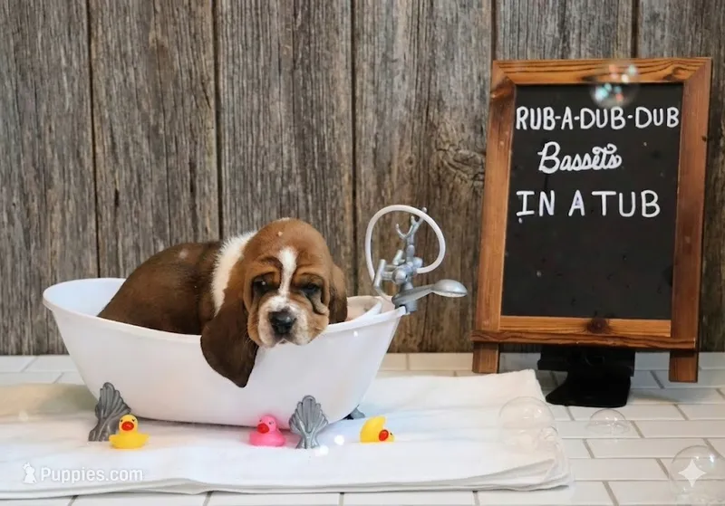 Toffee – Basset Hound puppy for sale in Fredericksburg, TX