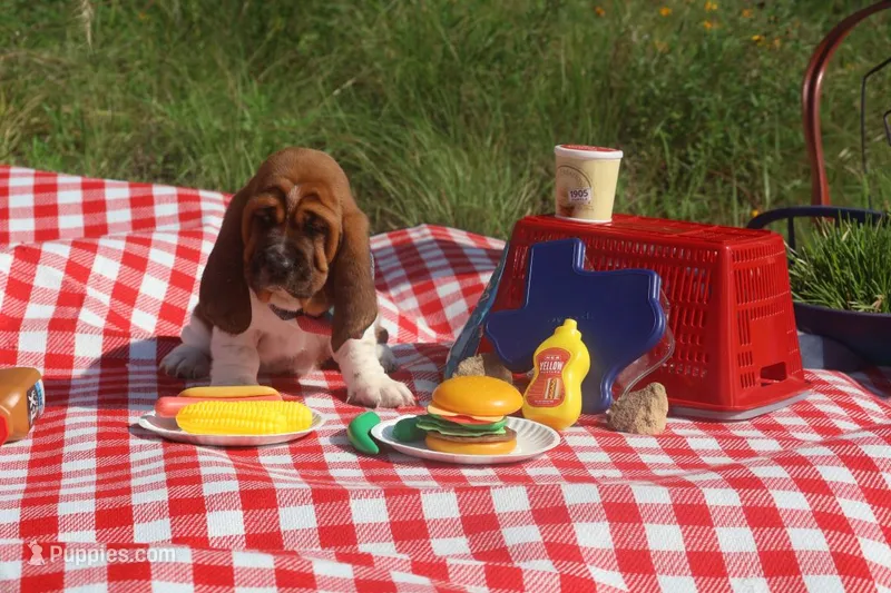 Canolli – Basset Hound puppy for sale in Fredericksburg, TX