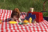 Canolli: Ready July 10th!, a female Basset Hound for sale in Fredericksburg, TX – 5 of 9