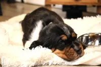Oreo, a female Basset Hound for sale in Fredericksburg, TX – 2 of 3