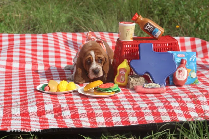 Toffee – Basset Hound puppy for sale in Fredericksburg, TX