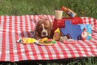 Toffee: Ready July 10th!, a female Basset Hound for sale in Fredericksburg, TX – 6 of 10
