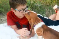 Toffee: Ready July 10th!, a female Basset Hound for sale in Fredericksburg, TX – 3 of 10