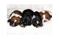 Eclaire, a female Basset Hound for sale in Fredericksburg, TX – 3 of 3