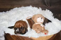 Nick, a male Basset Hound for sale in Fredericksburg, TX – 3 of 3