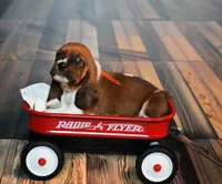 Nick, a male Basset Hound for sale in Fredericksburg, TX – 2 of 3