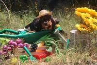 Eclaire: Ready July 10th!, a female Basset Hound for sale in Fredericksburg, TX – 4 of 9