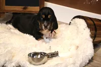 Eclaire, a female Basset Hound for sale in Fredericksburg, TX – 2 of 3
