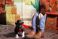 Nick, a male Basset Hound for sale in Fredericksburg, TX – 1 of 3