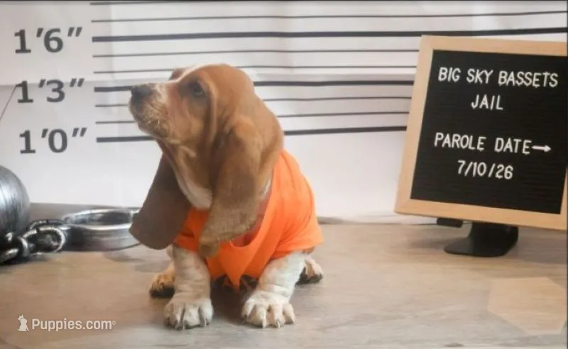 Toffee: Ready July 10th! – Basset Hound puppy for sale in Fredericksburg, TX