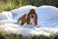 Callie, a female Basset Hound for sale in Fredericksburg, TX – 3 of 9