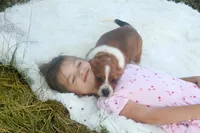 Toffee: Ready July 10th!, a female Basset Hound for sale in Fredericksburg, TX – 4 of 10