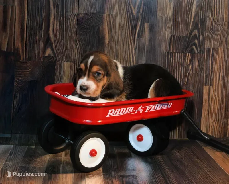 Kevin – Basset Hound puppy on hold in Fredericksburg, TX