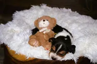 Kevin, a male Basset Hound for sale in Fredericksburg, TX – 2 of 2