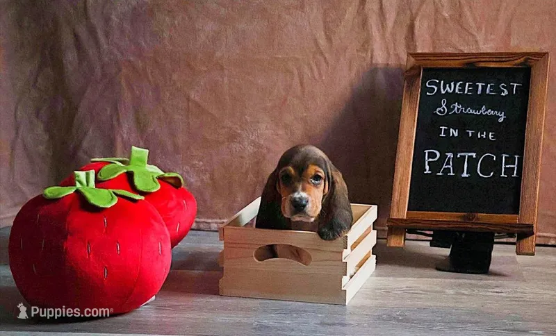 Millie – Basset Hound puppy for sale in Fredericksburg, TX