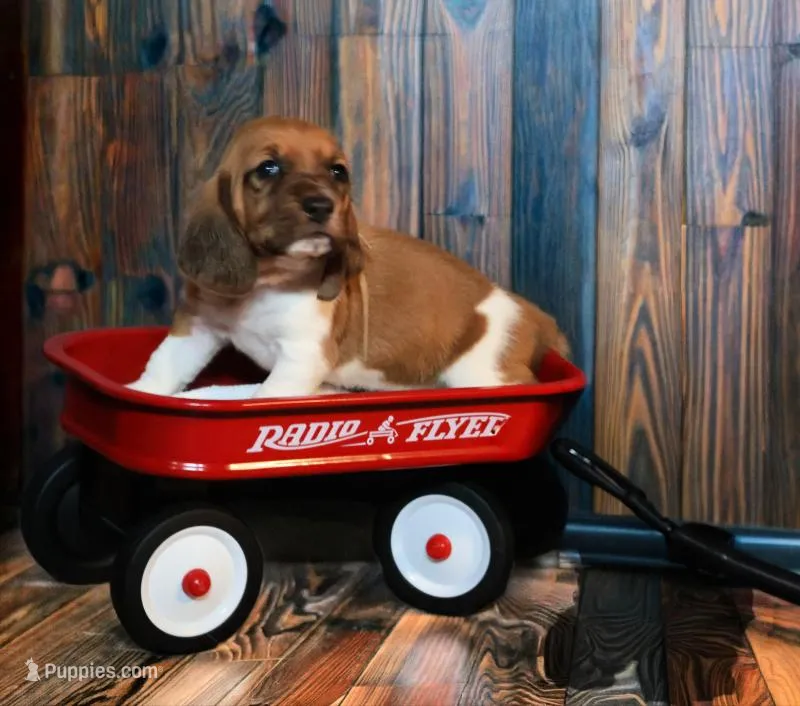 Lana – Basset Hound puppy for sale in Fredericksburg, TX