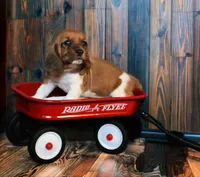 Lana, a female Basset Hound for sale in Fredericksburg, TX – 1 of 2