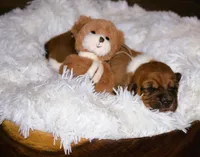 Lana, a female Basset Hound for sale in Fredericksburg, TX – 2 of 2