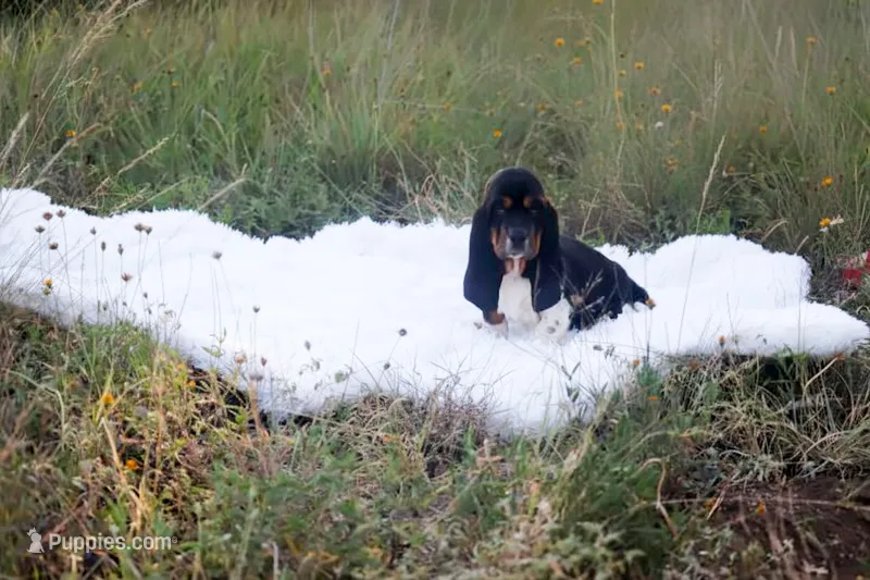 Eclaire: Ready July 10th! – Basset Hound puppy for sale in Fredericksburg, TX