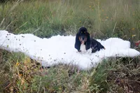 Eclaire: Ready July 10th!, a female Basset Hound for sale in Fredericksburg, TX – 1 of 9