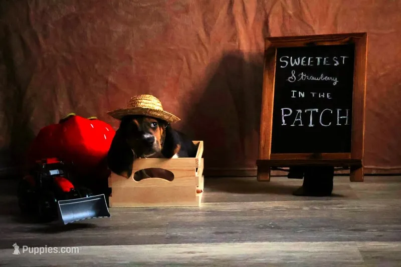 Howie – Basset Hound puppy for sale in Fredericksburg, TX