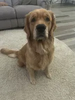 Hank, a male Golden Retriever for sale in Nakina, NC – 6 of 9