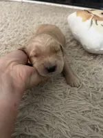 Hank, a male Golden Retriever for sale in Nakina, NC – 1 of 9
