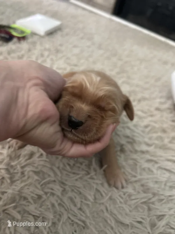 Daisy – Golden Retriever puppy for sale in Nakina, NC