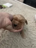 Daisy, a female Golden Retriever for sale in Nakina, NC – 1 of 9
