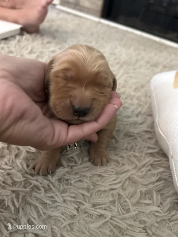 Goldie – Golden Retriever puppy for sale in Nakina, NC
