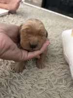 Goldie, a female Golden Retriever for sale in Nakina, NC – 1 of 8