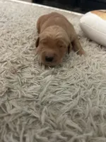 Red, a male Golden Retriever for sale in Nakina, NC – 2 of 10