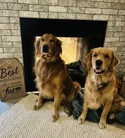 Goldie, a female Golden Retriever for sale in Nakina, NC – 6 of 8