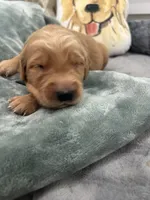 Clifford, a male Golden Retriever for sale in Nakina, NC – 3 of 4
